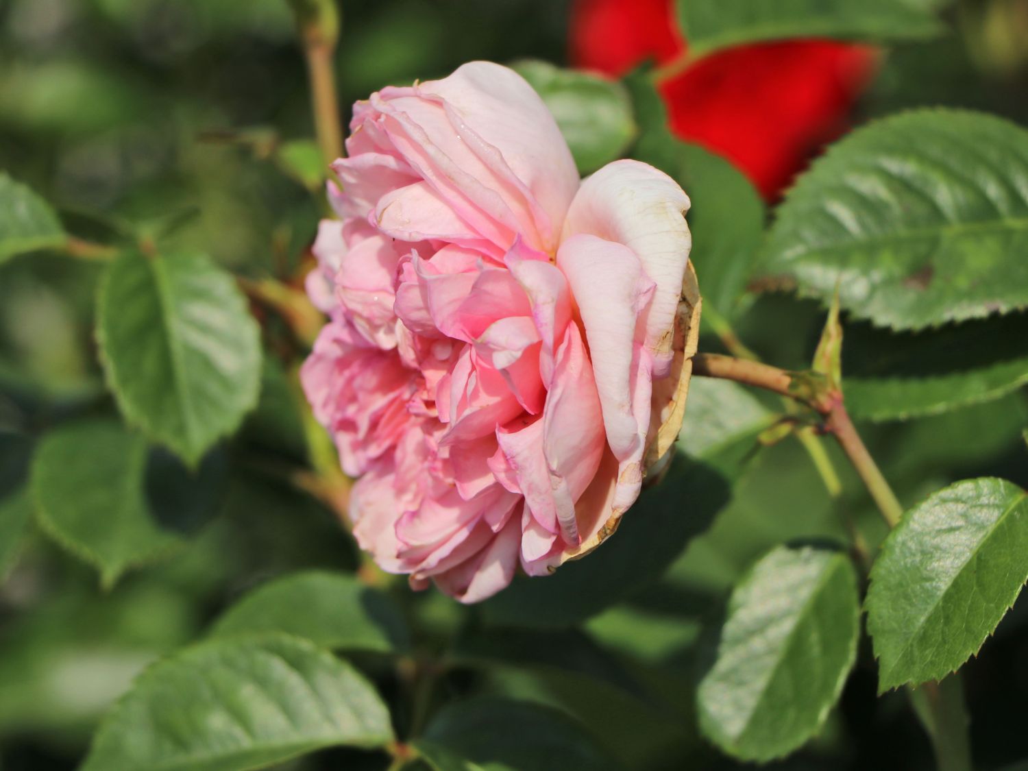 Nostalgie®-Edelrose 'Mauritia' ® - Rosa 'Mauritia' ®