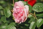 Nostalgie®-Edelrose 'Mauritia' ® - Rosa 'Mauritia' ®