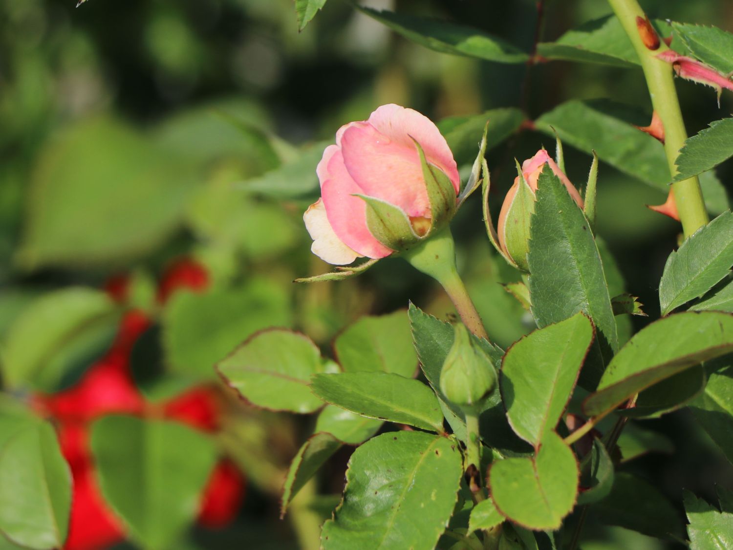 Nostalgie®-Edelrose 'Mauritia' ® - Rosa 'Mauritia' ®