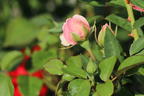 Nostalgie®-Edelrose 'Mauritia' ® - Rosa 'Mauritia' ®