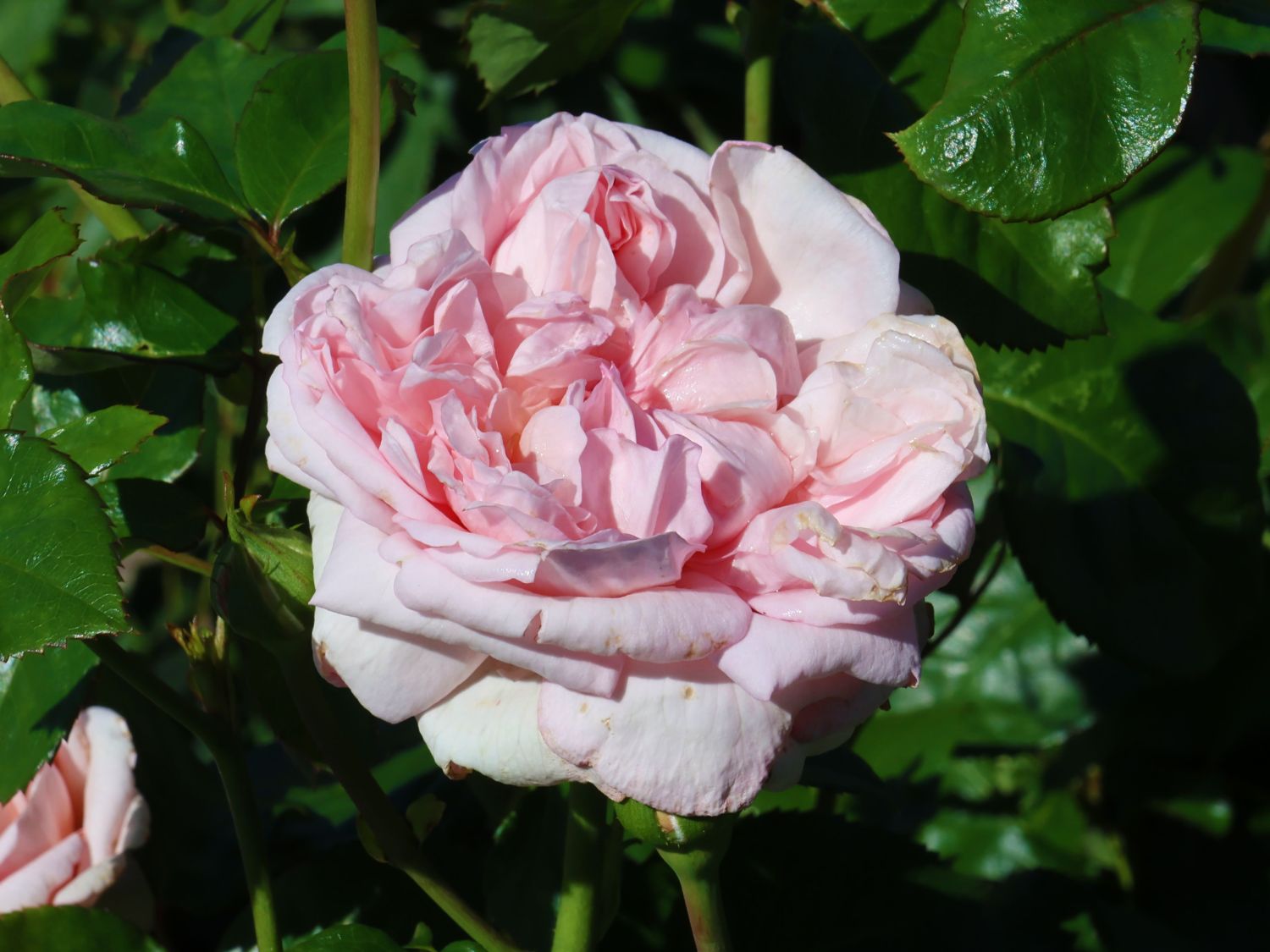 Nostalgie®-Edelrose 'Mauritia' ® - Rosa 'Mauritia' ®