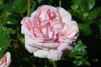 Nostalgie®-Edelrose 'Mauritia' ® - Rosa 'Mauritia' ®