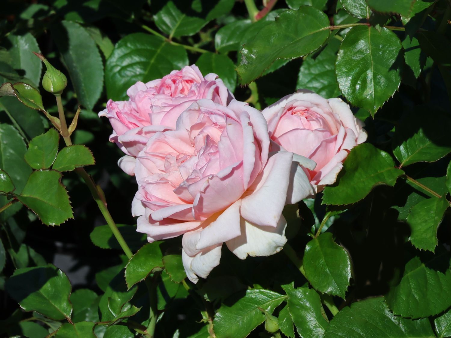 Nostalgie®-Edelrose 'Mauritia' ® - Rosa 'Mauritia' ®