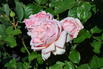 Nostalgie®-Edelrose 'Mauritia' ® - Rosa 'Mauritia' ®
