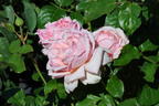 Nostalgie®-Edelrose 'Mauritia' ® - Rosa 'Mauritia' ®