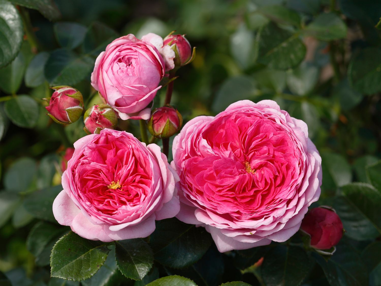 Nostalgie®-Edelrose 'Modern Art' ®