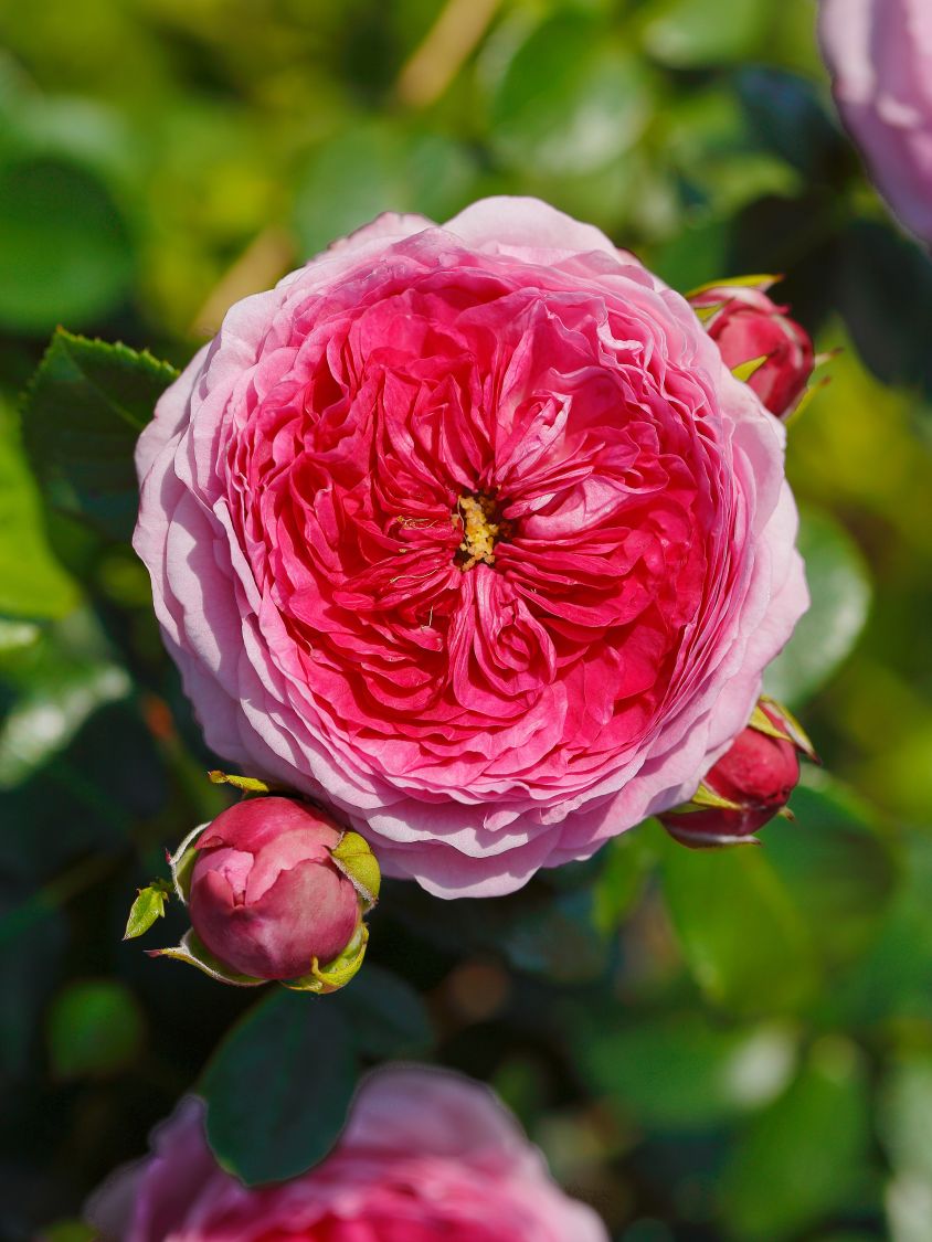 Nostalgie®-Edelrose 'Modern Art' ® - Rosa 'Modern Art' ®