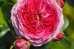 Nostalgie®-Edelrose 'Modern Art' ® - Rosa 'Modern Art' ®