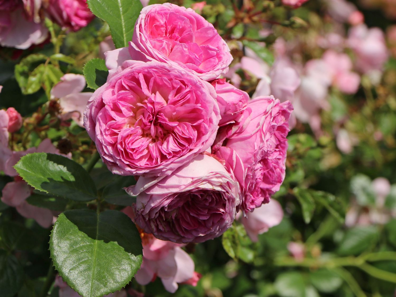 Nostalgie®-Edelrose 'Modern Art' ® - Rosa 'Modern Art' ®