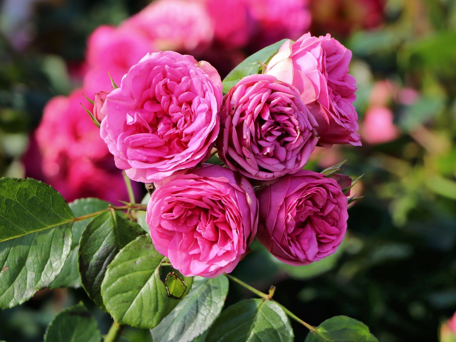 Nostalgie®-Edelrose 'Pink Piano' ®