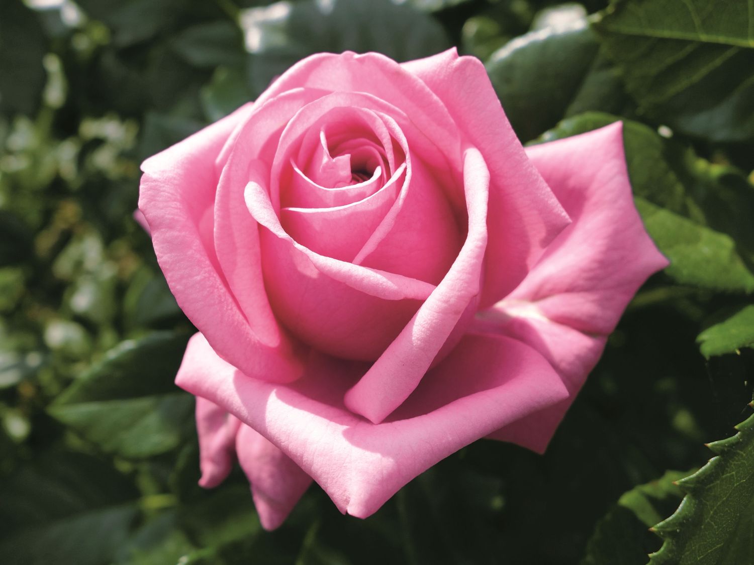 Nostalgie®-Edelrose 'Romina' ® - Rosa 'Romina' ® ADR-Rose