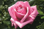 Nostalgie®-Edelrose 'Romina' ® - Rosa 'Romina' ® ADR-Rose