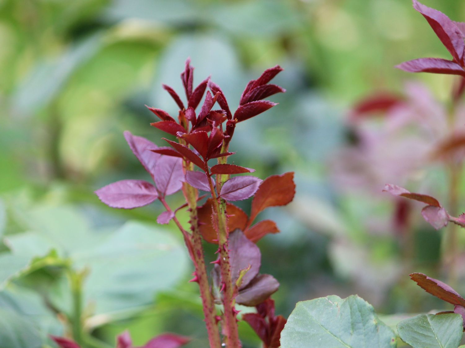 Nostalgie®-Edelrose 'Romina' ® - Rosa 'Romina' ® ADR-Rose