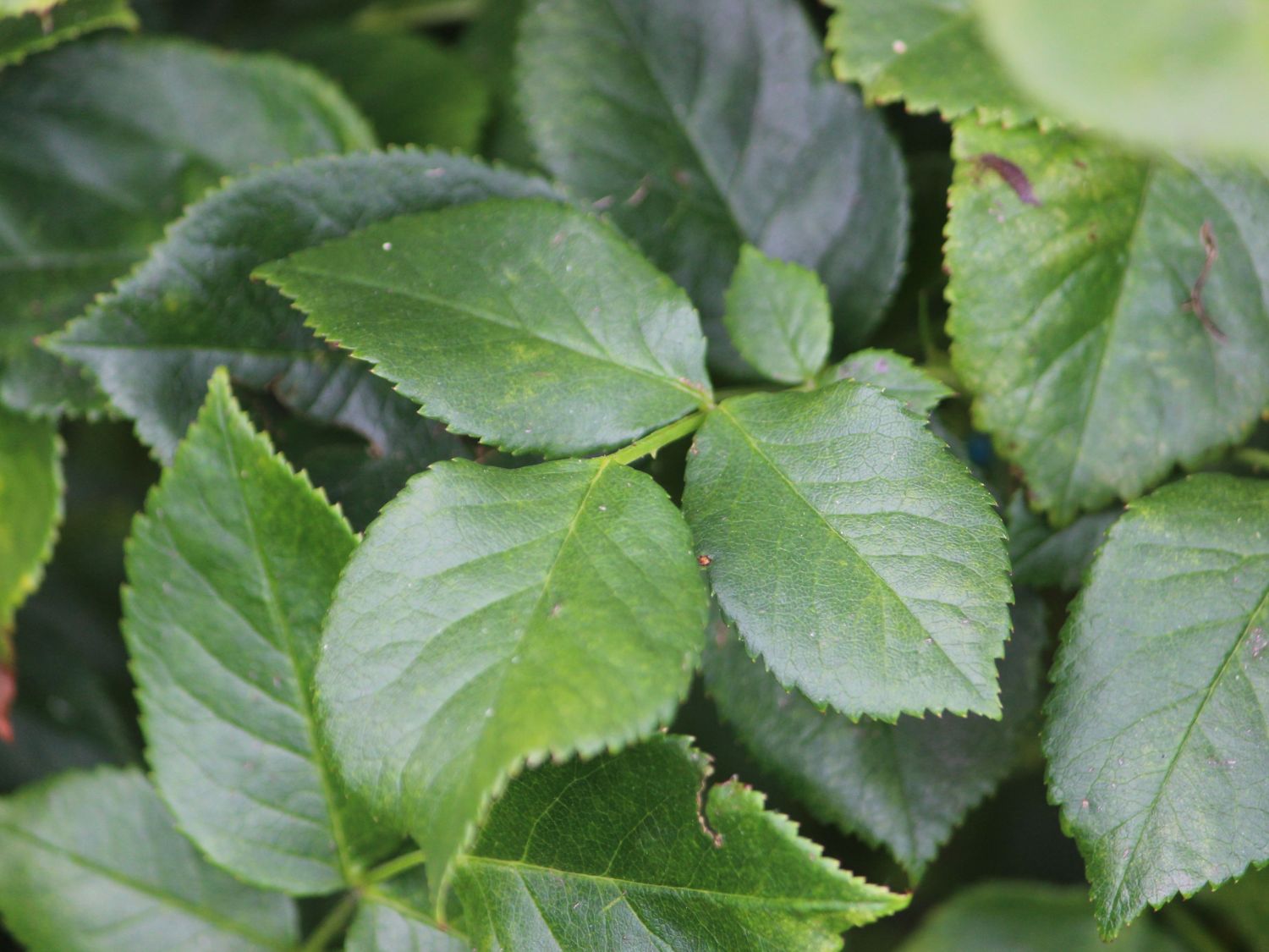 Nostalgie®-Edelrose 'Romina' ® - Rosa 'Romina' ® ADR-Rose