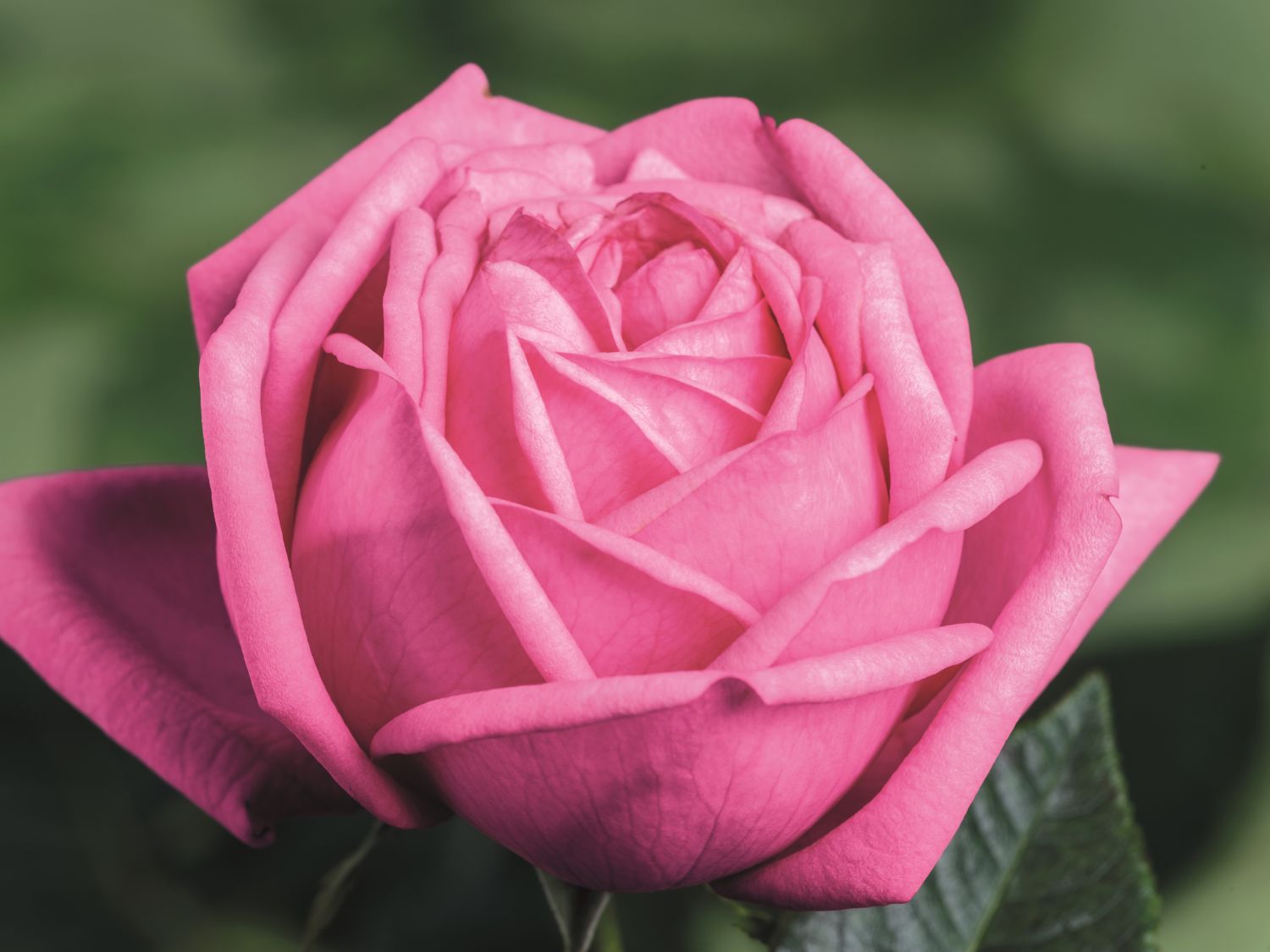 Nostalgie®-Edelrose 'Romina' ® - Rosa 'Romina' ® ADR-Rose