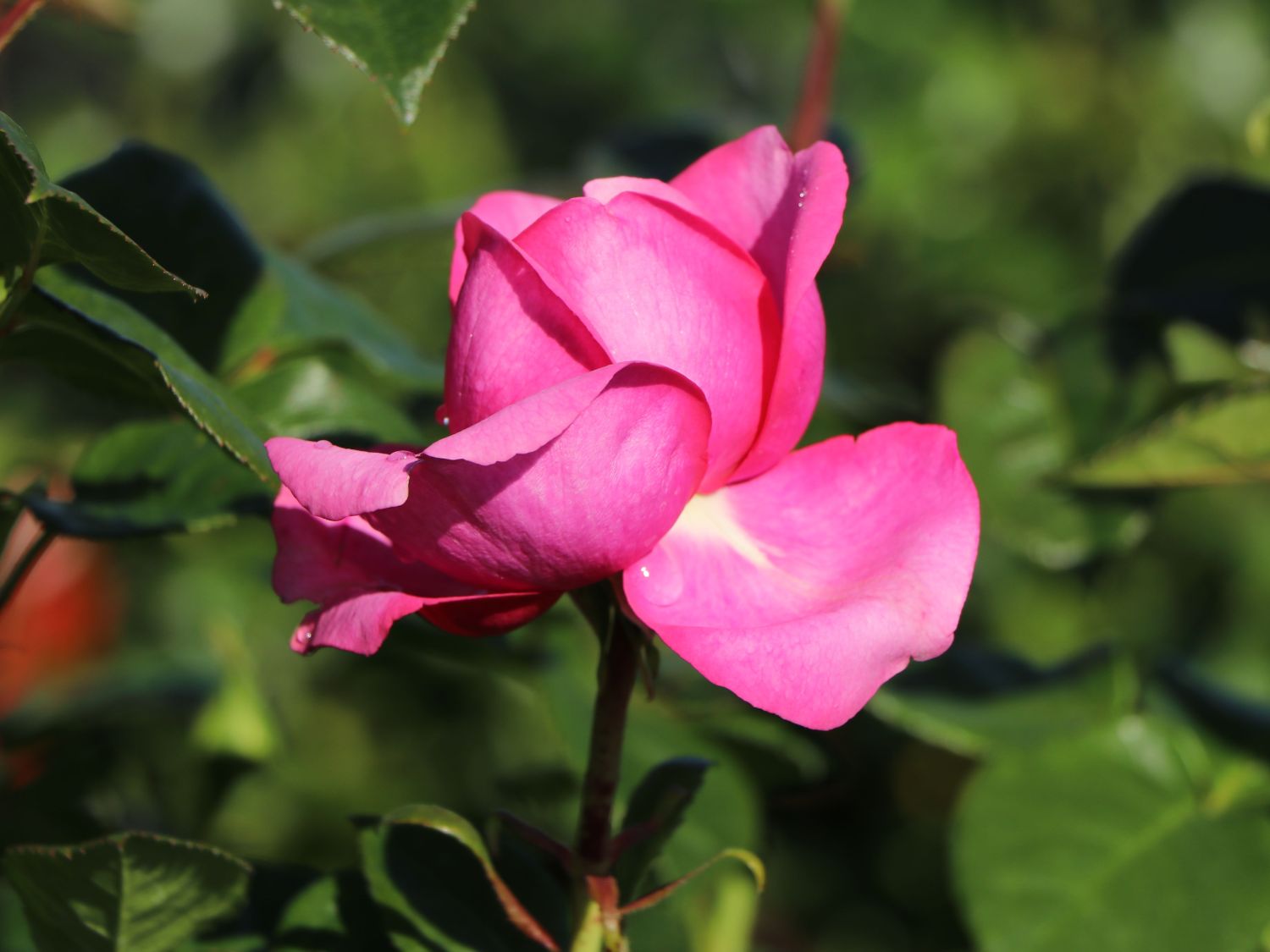 Nostalgie®-Edelrose 'Romina' ® - Rosa 'Romina' ® ADR-Rose