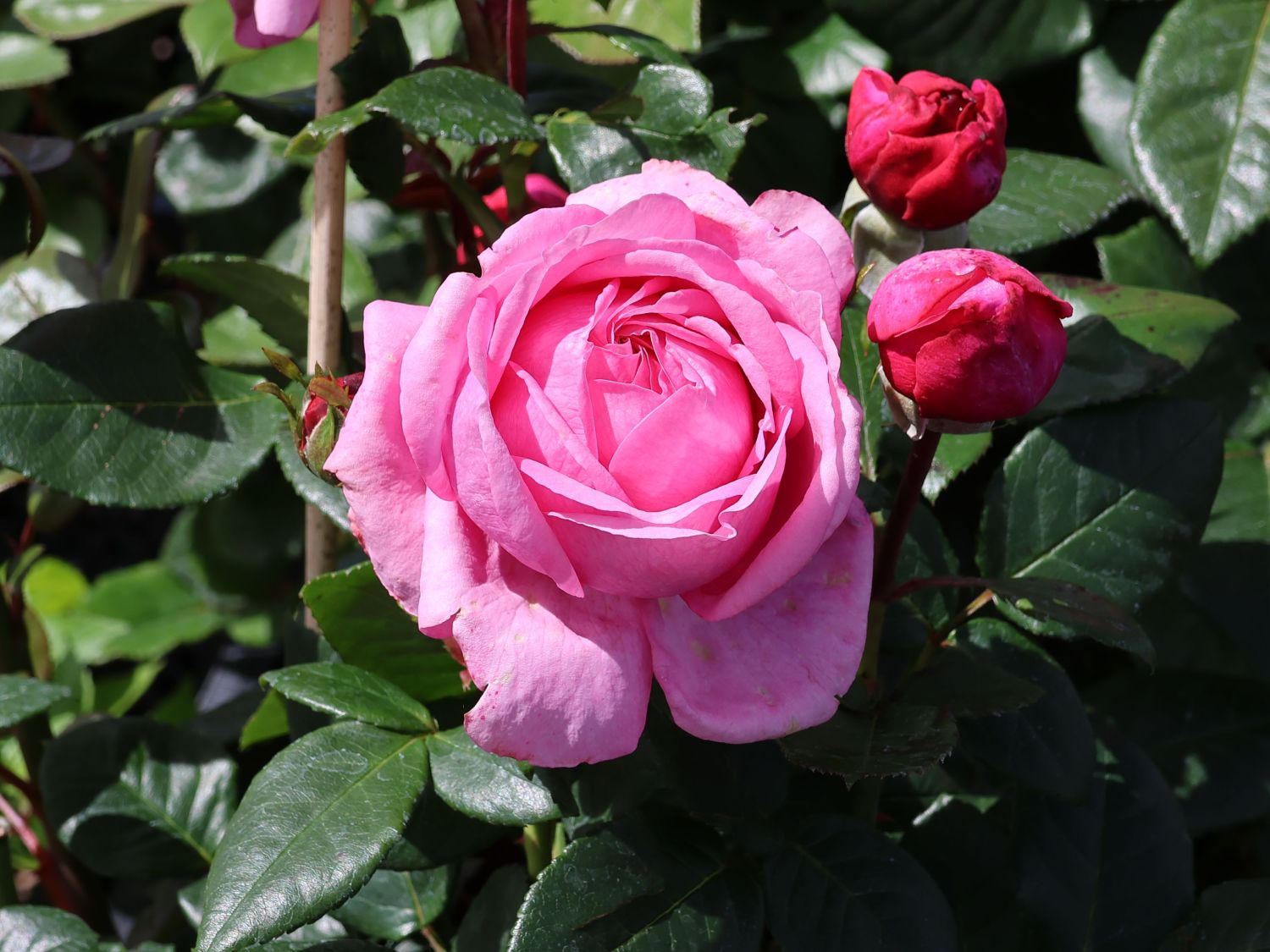 Nostalgie®-Edelrose 'Romina' ® - Rosa 'Romina' ® ADR-Rose
