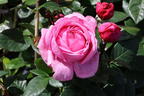 Nostalgie®-Edelrose 'Romina' ® - Rosa 'Romina' ® ADR-Rose