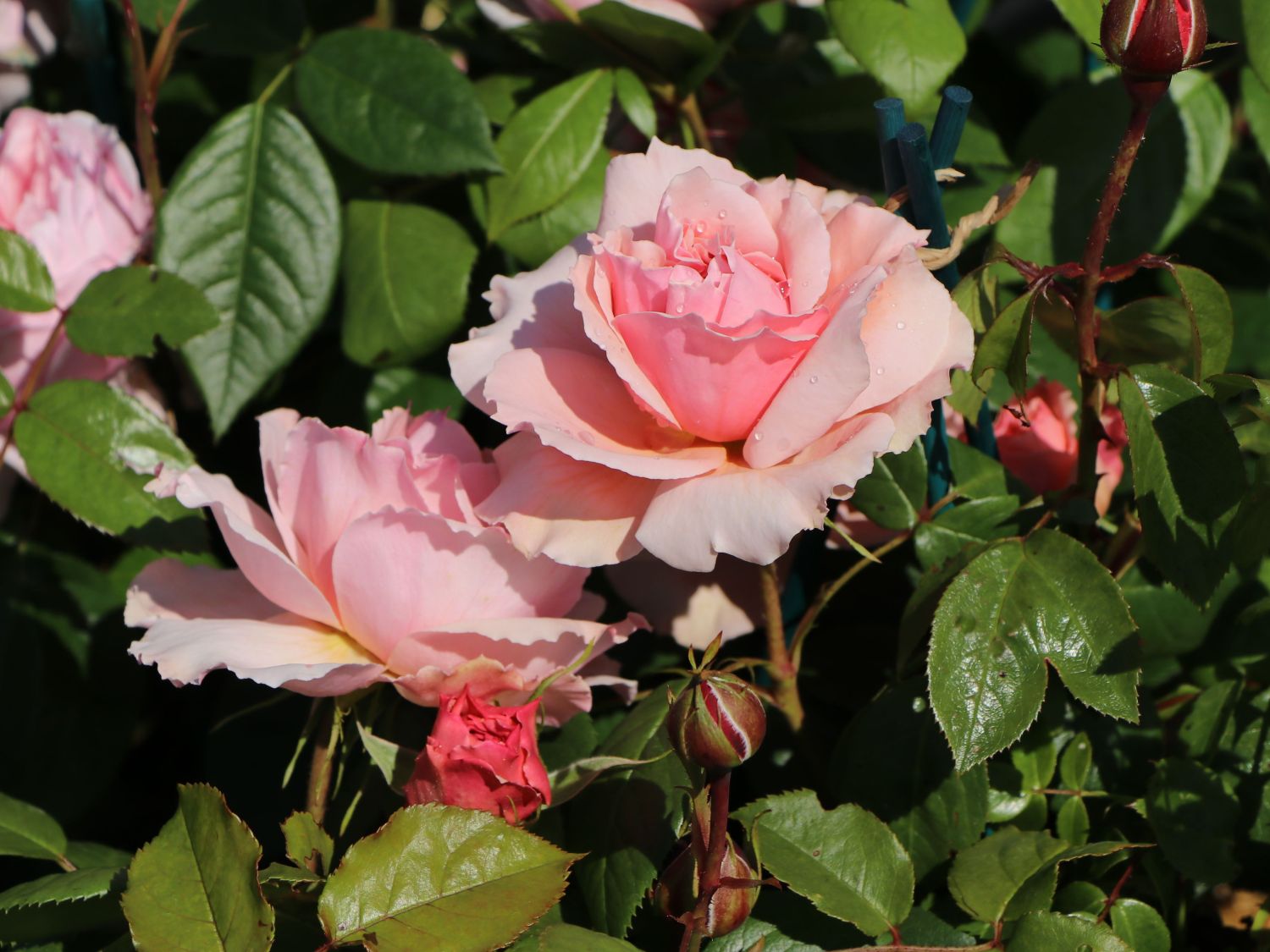 Nostalgie®-Edelrose 'Schöne Maid' ® - Rosa 'Schöne Maid' ®