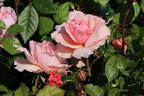 Nostalgie®-Edelrose 'Schöne Maid' ® - Rosa 'Schöne Maid' ®