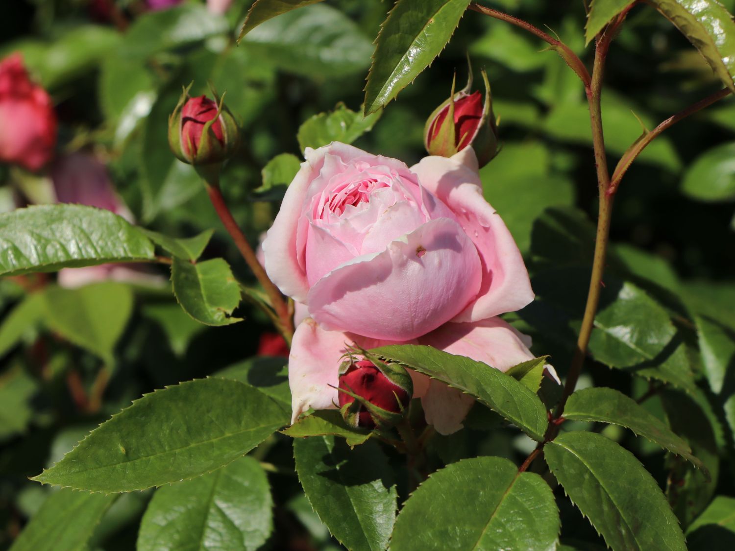 Nostalgie®-Edelrose 'Schöne Maid' ® - Rosa 'Schöne Maid' ®