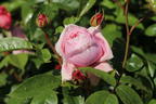 Nostalgie®-Edelrose 'Schöne Maid' ® - Rosa 'Schöne Maid' ®