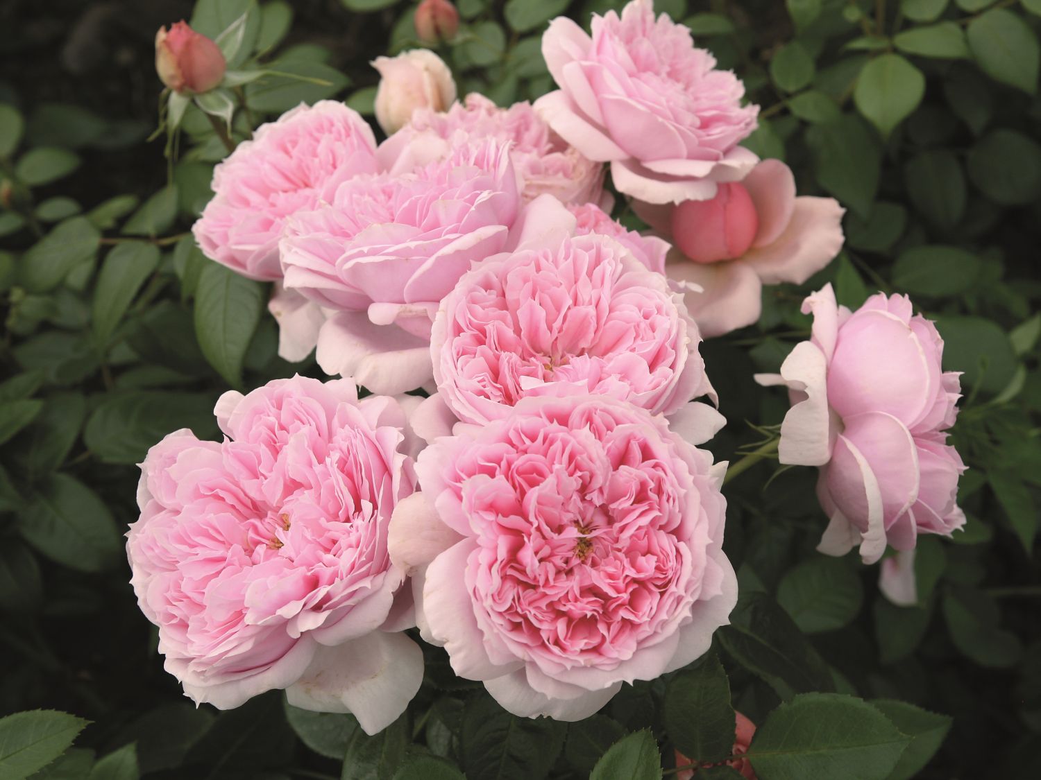 Nostalgie®-Edelrose 'Schöne Maid' ® - Rosa 'Schöne Maid' ®