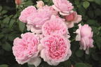 Nostalgie®-Edelrose 'Schöne Maid' ® - Rosa 'Schöne Maid' ®
