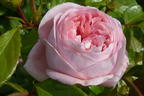 Nostalgie®-Edelrose 'Voyage' ® - Rosa 'Voyage' ®