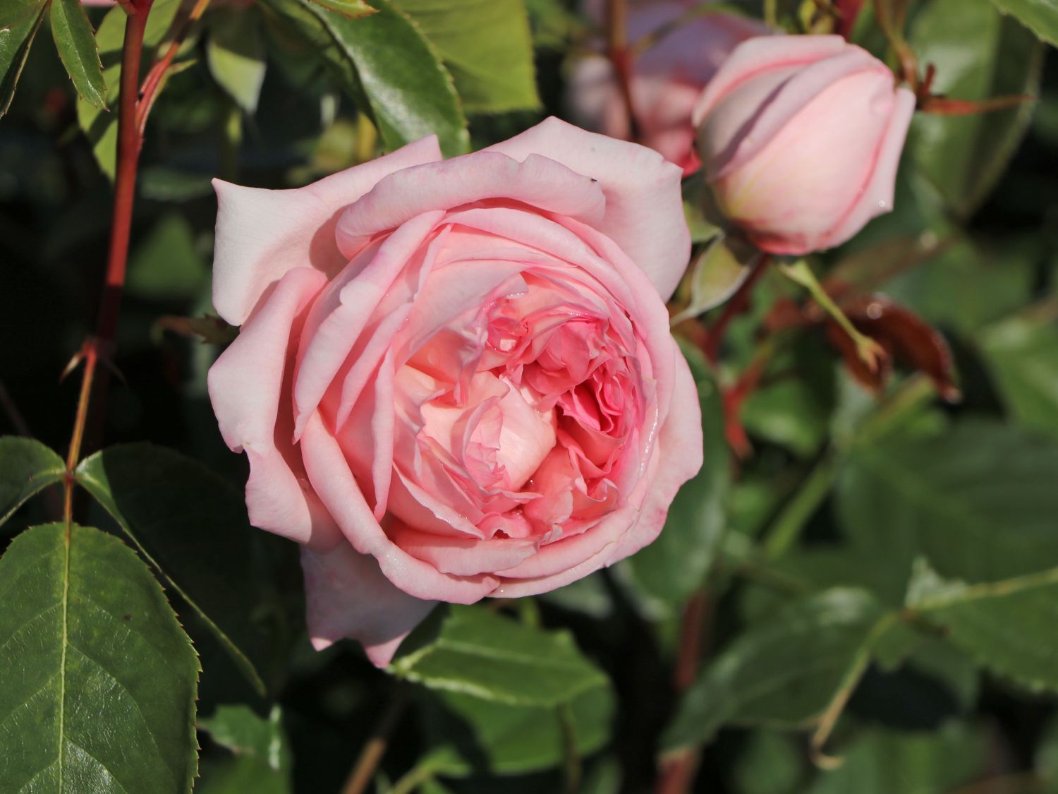 Nostalgie®-Edelrose 'Voyage' ® - Rosa 'Voyage' ®