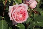 Nostalgie®-Edelrose 'Voyage' ® - Rosa 'Voyage' ®