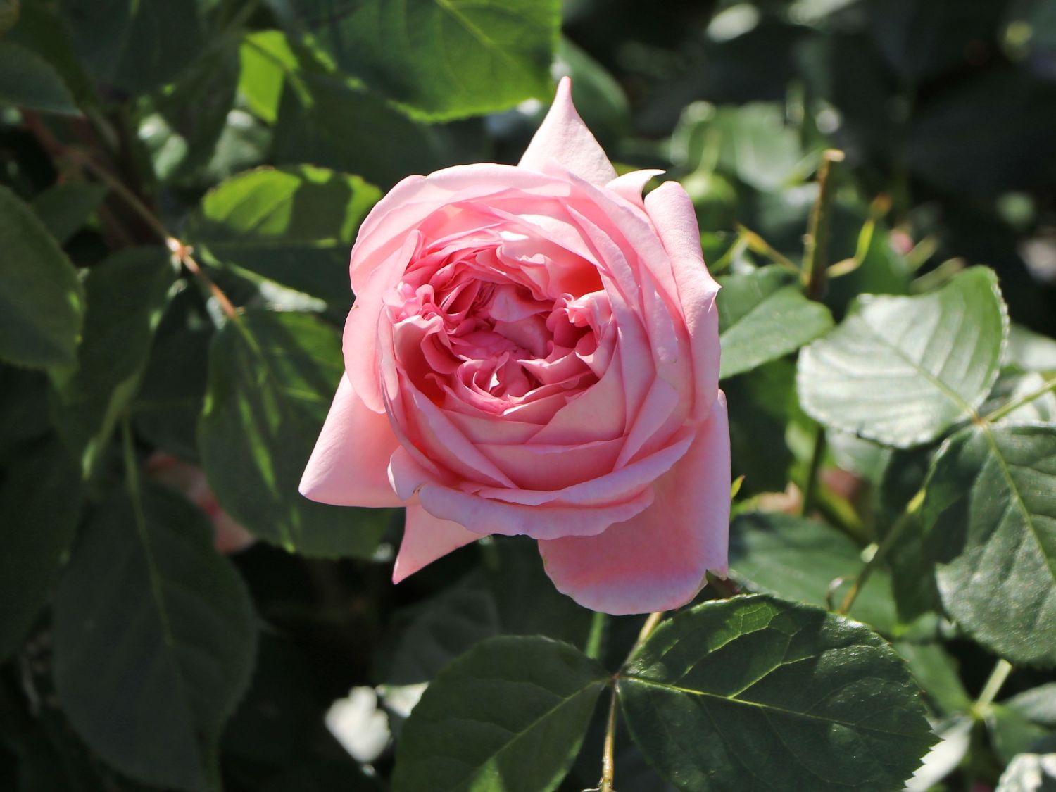 Nostalgie®-Edelrose 'Voyage' ® - Rosa 'Voyage' ®