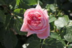 Nostalgie®-Edelrose 'Voyage' ® - Rosa 'Voyage' ®