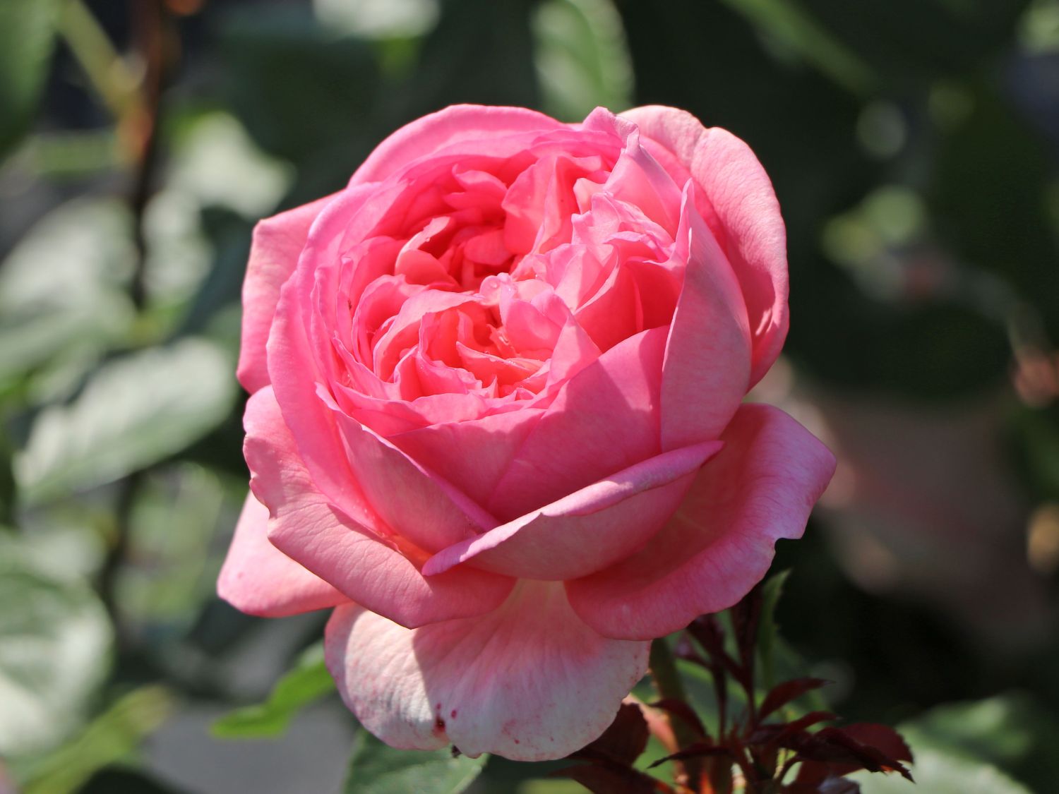Nostalgie®-Edelrose 'Voyage' ® - Rosa 'Voyage' ®
