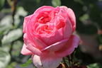 Nostalgie®-Edelrose 'Voyage' ® - Rosa 'Voyage' ®