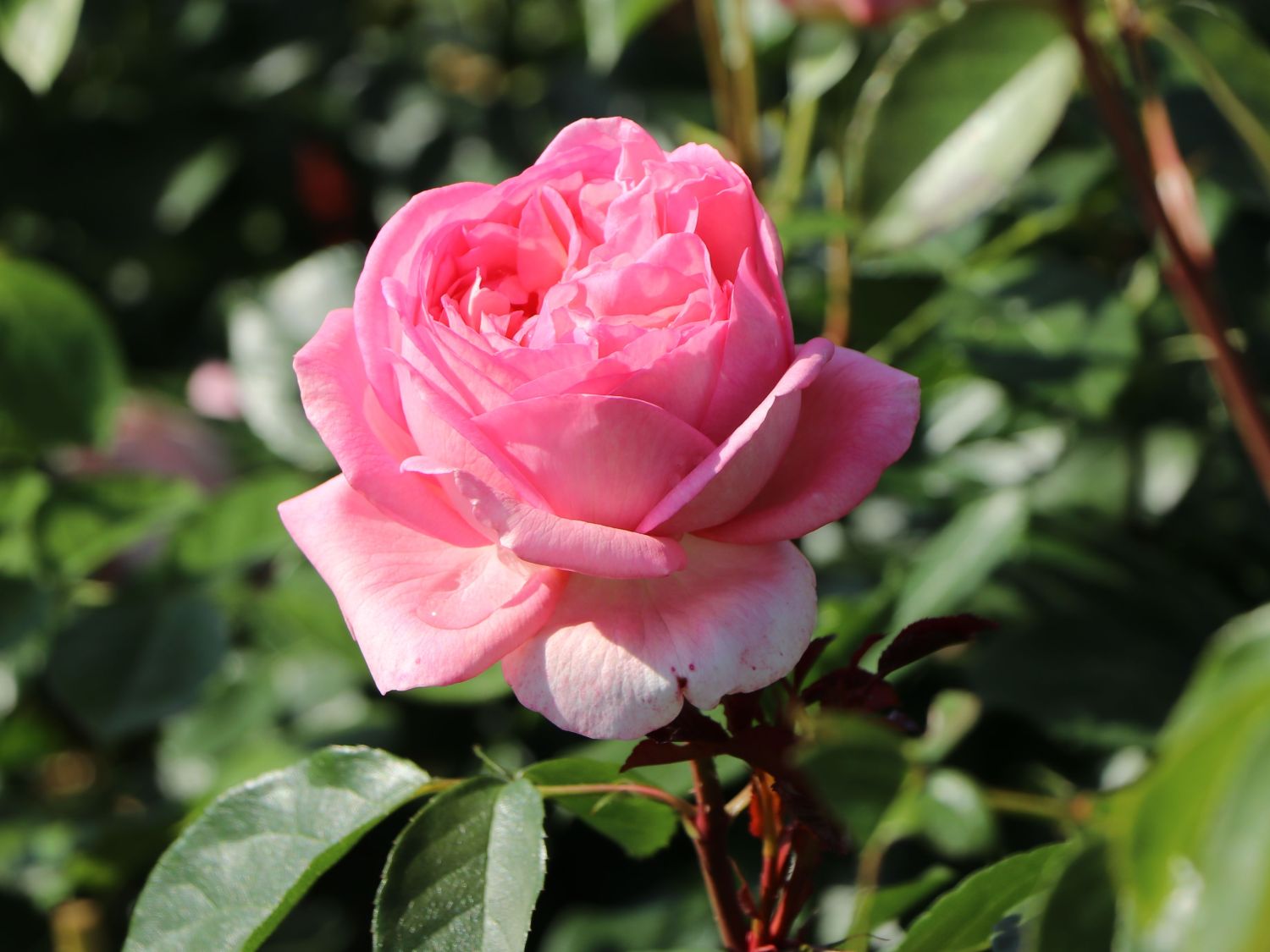 Nostalgie®-Edelrose 'Voyage' ® - Rosa 'Voyage' ®