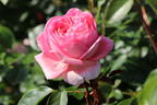 Nostalgie®-Edelrose 'Voyage' ® - Rosa 'Voyage' ®