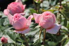 Nostalgie®-Edelrose 'Voyage' ® - Rosa 'Voyage' ®