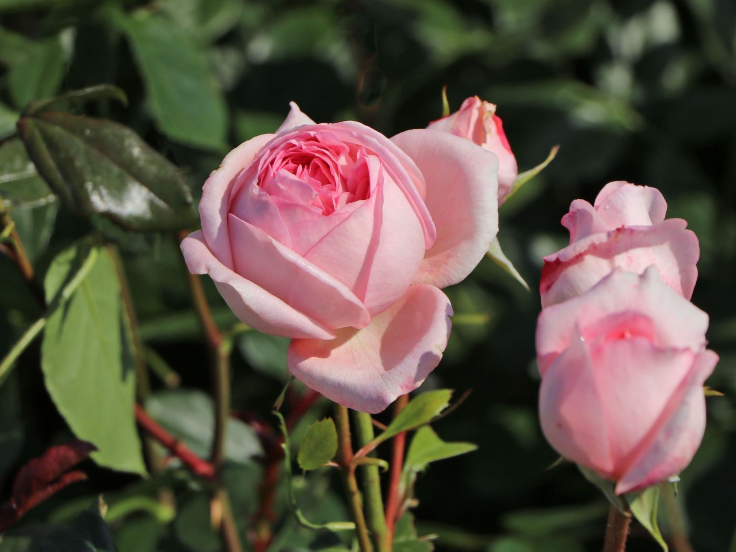 Nostalgie®-Edelrose 'Voyage' ® - Rosa 'Voyage' ®