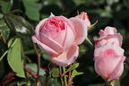 Nostalgie®-Edelrose 'Voyage' ® - Rosa 'Voyage' ®