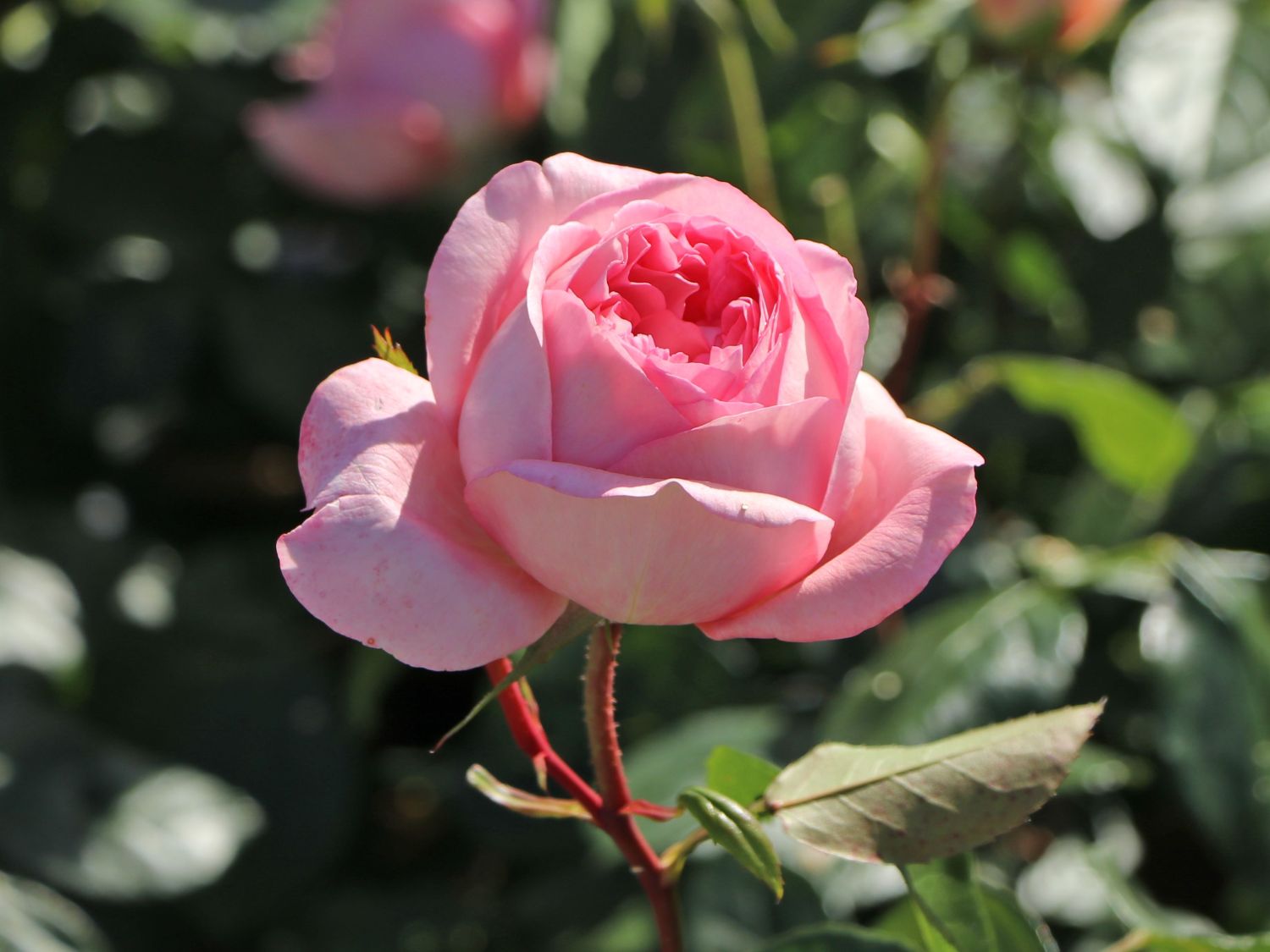 Nostalgie®-Edelrose 'Voyage' ® - Rosa 'Voyage' ®