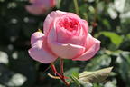 Nostalgie®-Edelrose 'Voyage' ® - Rosa 'Voyage' ®