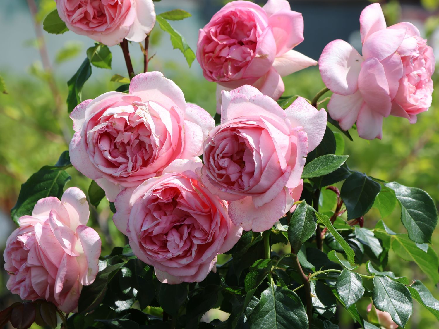 Nostalgie®-Edelrose 'Voyage' ® - Rosa 'Voyage' ®