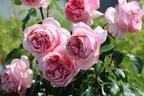 Nostalgie®-Edelrose 'Voyage' ® - Rosa 'Voyage' ®