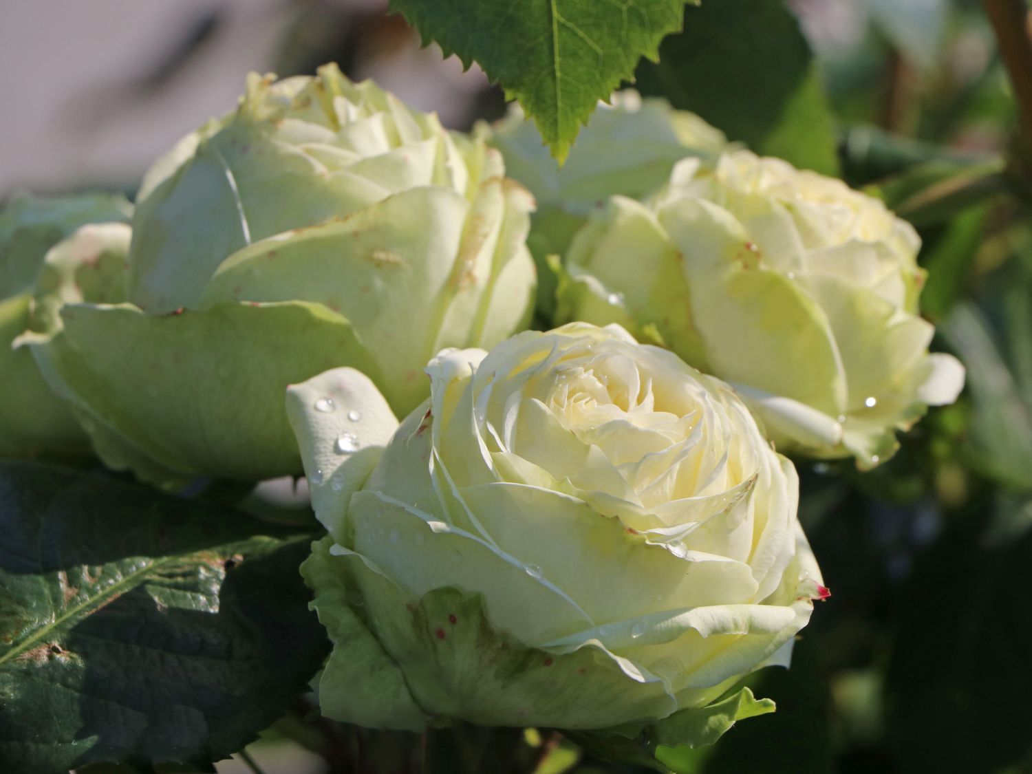 Nostalgie®-Edelrose 'Wedding Piano' ®