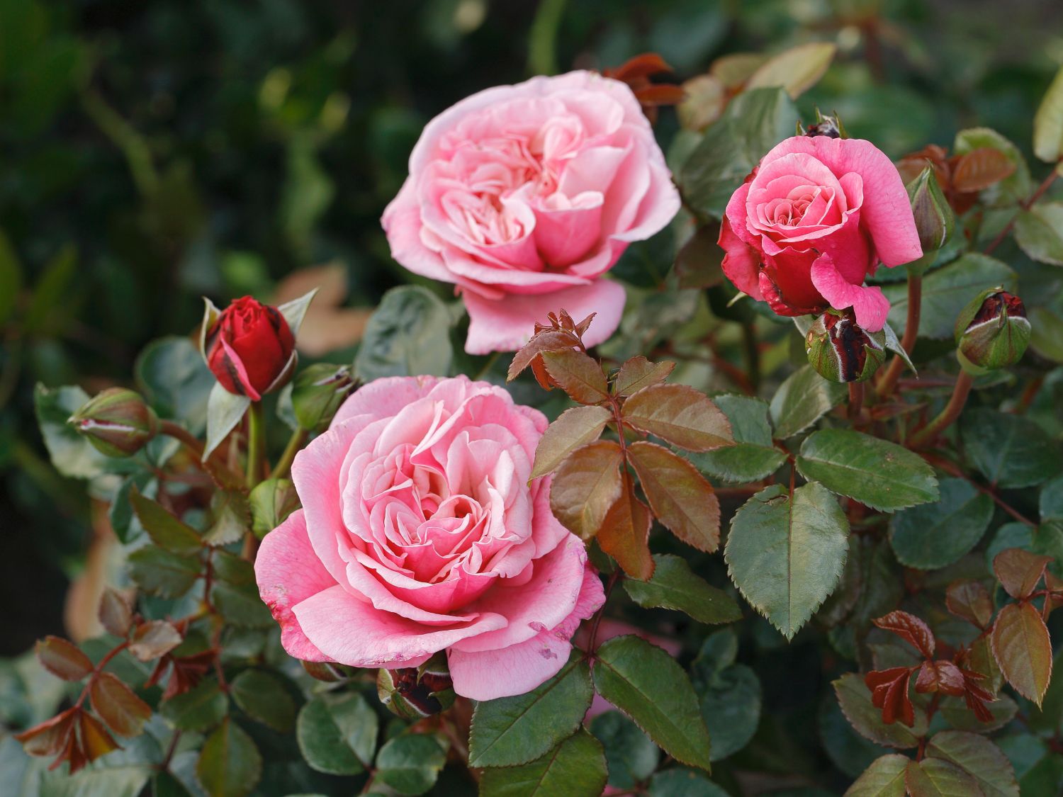Nostalgie®-Edelrose 'Wildberry' ®