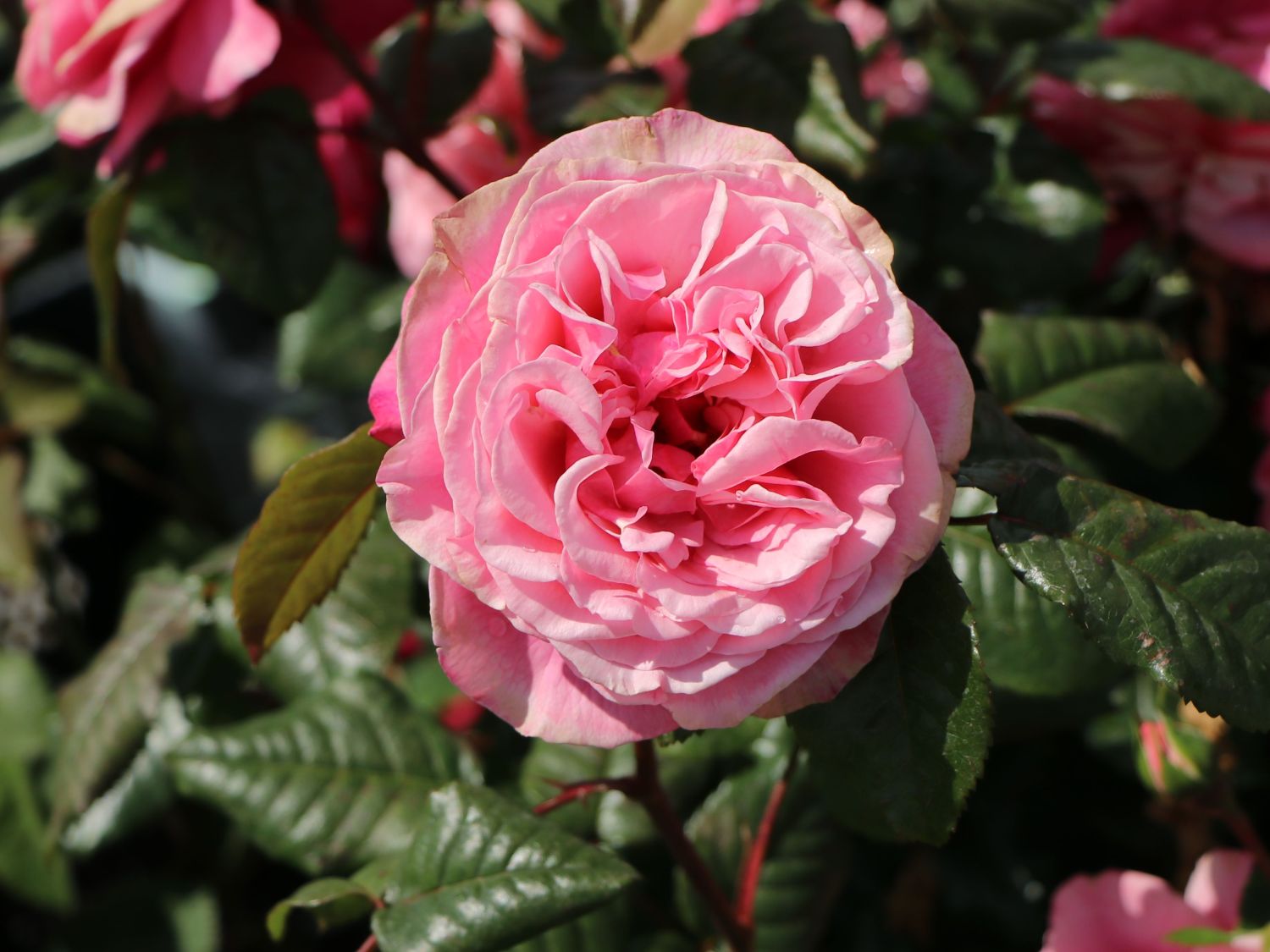 Nostalgie®-Edelrose 'Wildberry' ® - Rosa Nostalgie® 'Wildberry' ®
