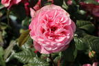 Nostalgie®-Edelrose 'Wildberry' ® - Rosa Nostalgie® 'Wildberry' ®