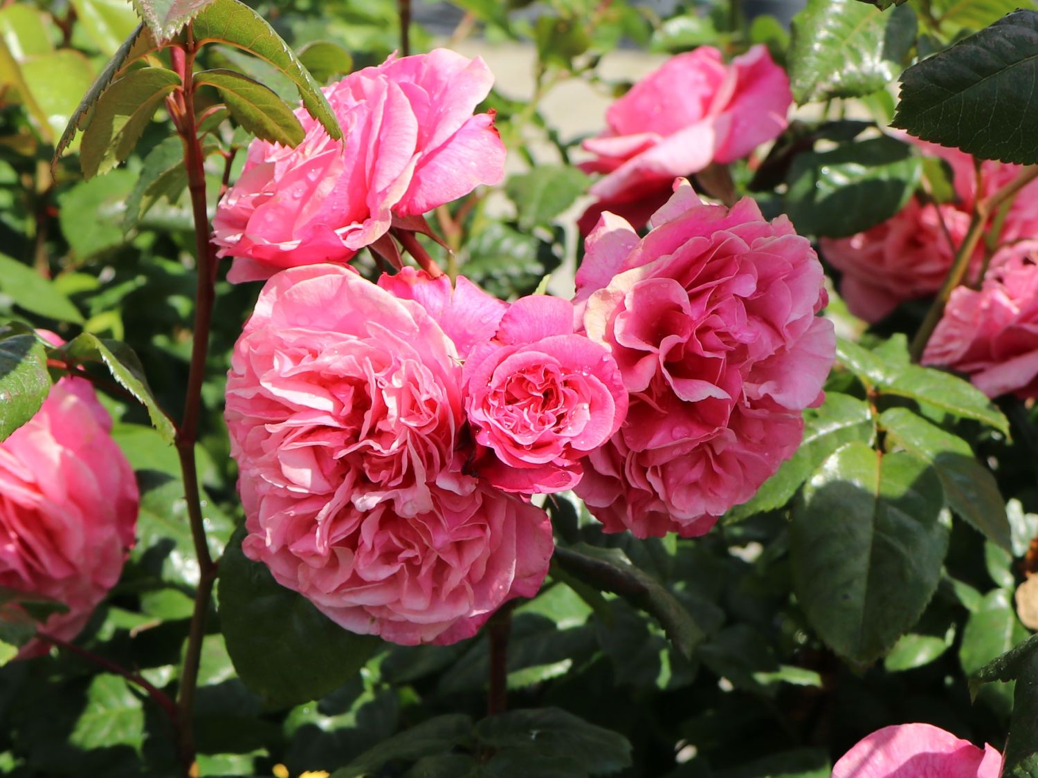 Nostalgie®-Edelrose 'Wildberry' ® - Rosa Nostalgie® 'Wildberry' ®