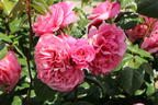 Nostalgie®-Edelrose 'Wildberry' ® - Rosa Nostalgie® 'Wildberry' ®